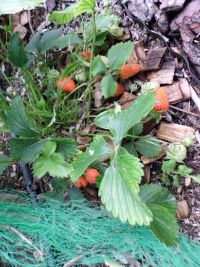 Aardbeien beginnen te kleuren.