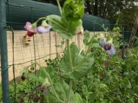 De peulen staan in bloei