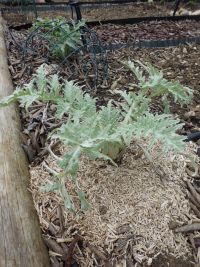 Artisjok is de winter door.