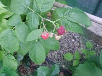 Frambozen ...mmmm...lekker!