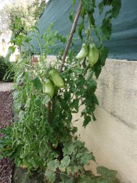 Tomaten, die eruit zien als paprika's