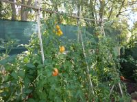 De laatste tomaten van dit jaar