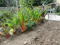 Snijbiet, leuk in oosterse schotels