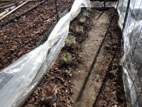 Slaplantjes onder een tunnel