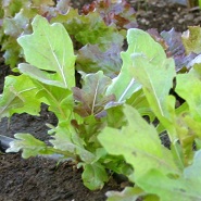 Bladgroenten